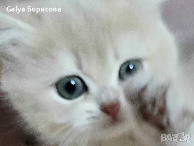 Британски родословни котенца  лилаво злато , снимка 2 - Британска късокосместа - 53502654