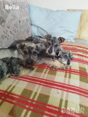 Мини шнауцер , снимка 3 - Други - 53778474