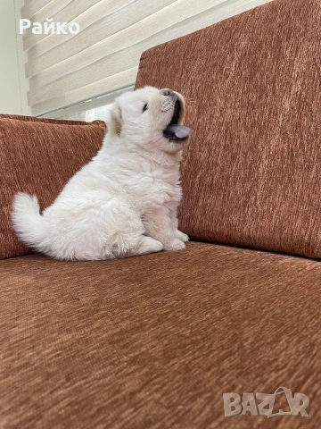 мъжки чау чау, снимка 6 - Чау Чау - 53414331