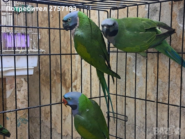 продавам китаиски алксандри женска 2023 г и 2025 мъжки 2024 г, снимка 4 - Папагали - 53991984