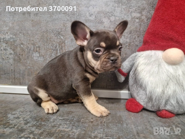 френски булдог/ булдочета, снимка 10 - Френски булдог - 52681586