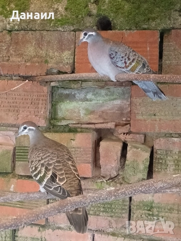 Австралийска бронзовокрила, снимка 4 - други­ - 53381123