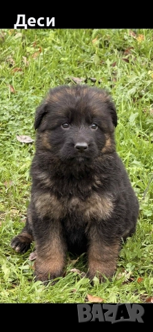 немско овчарско куче, снимка 3 - Немска овчарка - 52870357