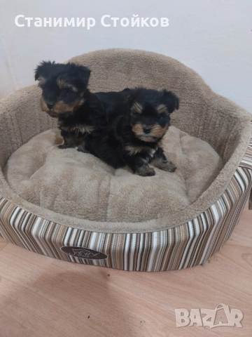 Йоркширски териер , снимка 3 - Йоркширски териер - 52983080