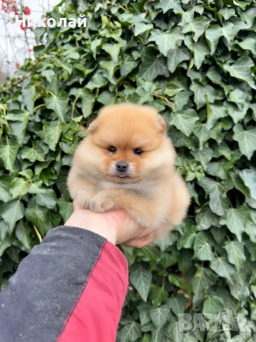 Померан мини момиче. Померанче, снимка 2 - Померан - 53971092