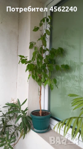 Бенджамини