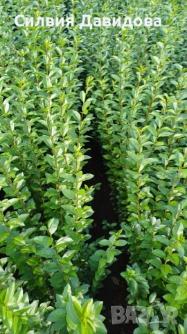 0.70 лв Лигуструм на корен