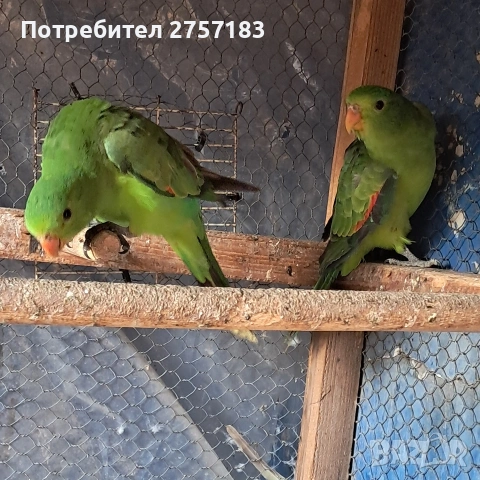 продавам червенокрили папагали чифт