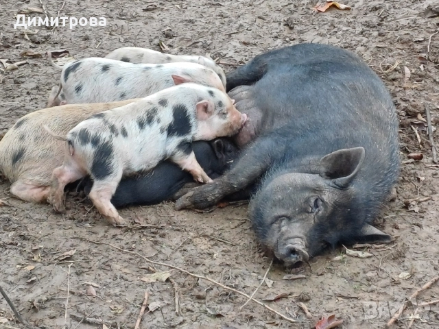 Свиня майка, виетнамско прасе, снимка 3 - Прасета - 52367738