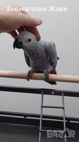 Папагал Кралско Жако, снимка 6 - Папагали - 52519882