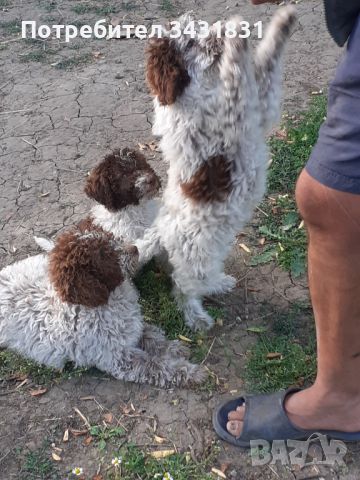 Кученца Лагото романьоло от работещи родители, снимка 1 - Други - 45843653