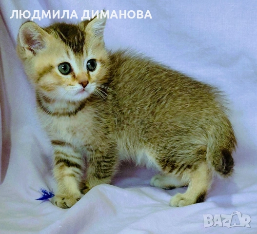 Шотландско мъжко. , снимка 4 - Британска късокосместа - 53639048