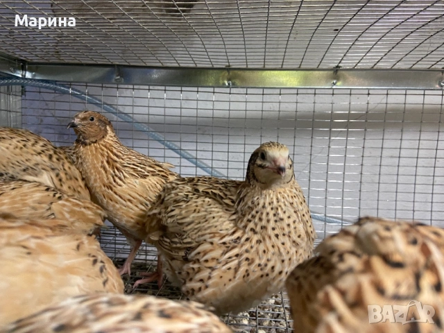 Мъжки пъдпъдъци