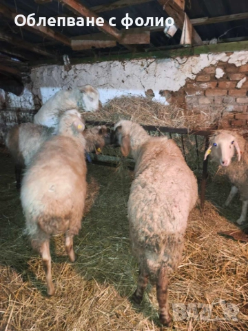 Продавам овце, снимка 3 - Овце - 53621112