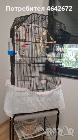 ОБЕЩАН!!! Корела с оборудвана клетка със стойка, снимка 10 - Папагали - 52809444