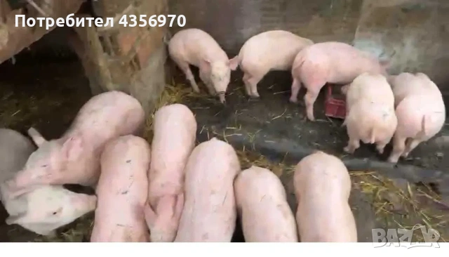 Продавам малки прасенца