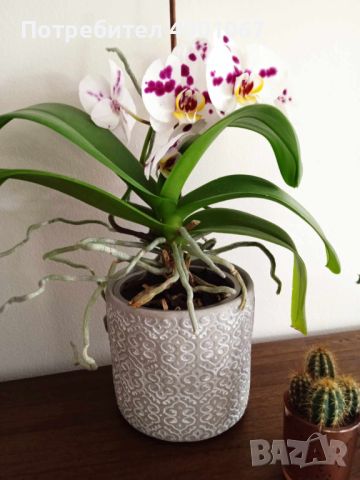 красива орхидея