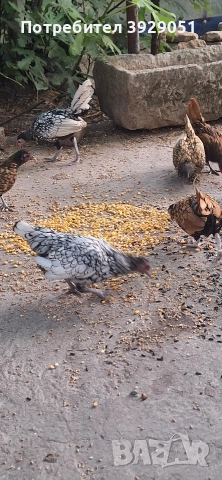 Продавам ярки Зибрайт, снимка 4 - Кокошки и пуйки - 52691975