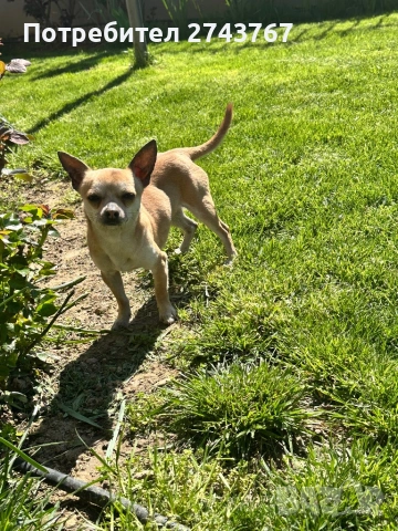 Пинчер , снимка 2 - Пинчер - 54132425