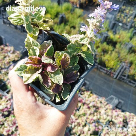 АЮГА ПЪСТРОЛИСТНА, Ajuga ‘Burgundy Glow’, студоустойчива, почвопокривна, снимка 8 - Градински цветя и растения - 46793376