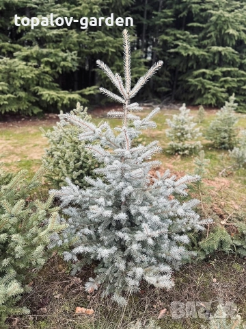 Сребрист Смърч , снимка 2 - Градински цветя и растения - 52665193