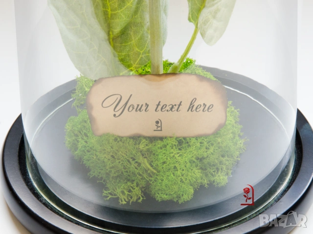 Вечен Слънчоглед в Стъкленица със Скандинавски Мъх / Подарък със Символика за Щастие и Дълголетие, снимка 7 - Подаръци за жени - 54060102