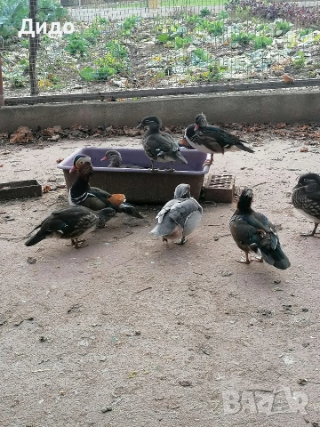 продавам , снимка 2 - други­ - 53927671