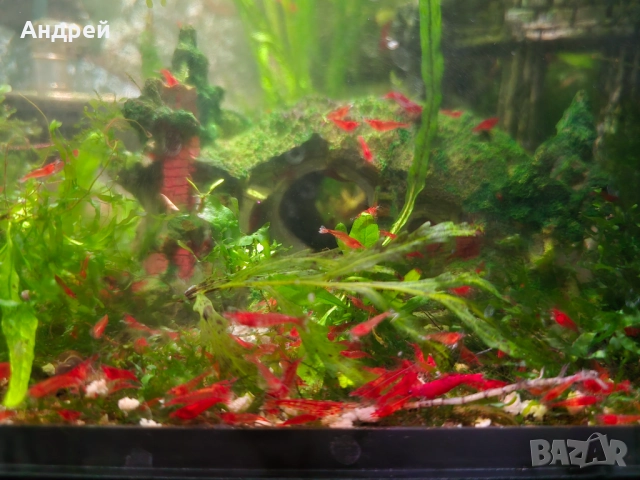 Скариди блъди мери, снимка 2 - Рибки - 52989610