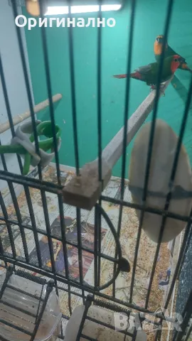 Амадини Канарчета , снимка 9 - Амадини - 49771329