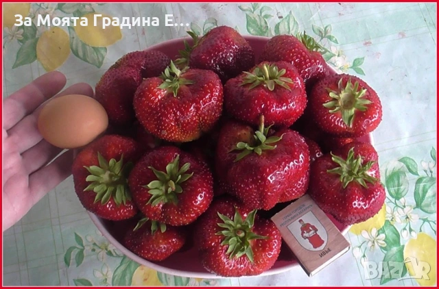 Ягода - Мадам Муто, снимка 2 - Разсади - 53623813