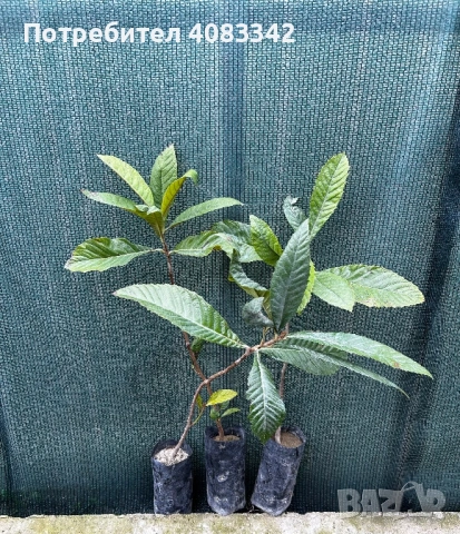 Японска Мушмула , снимка 4 - Градински цветя и растения - 53897944