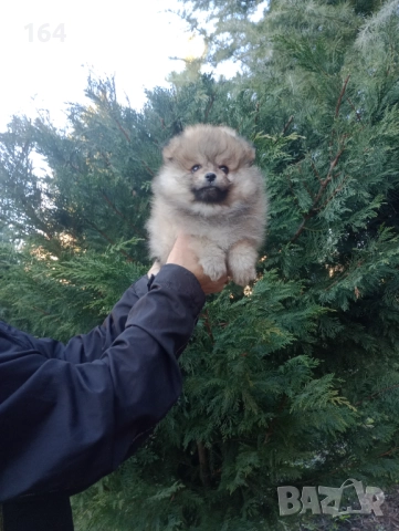 Мъжки Померани. Реални снимки от 29.12.25 г., снимка 6 - Померан - 52809054