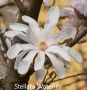 Магнолия - Magnolia НАЛИЧНИ 15 ВИДА Студоустoйчиви, снимка 12