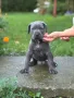 Cane Corso (Кане Корсо) Кучета, снимка 9