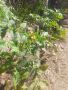 Продавам консервен(безколов)домат, снимка 1 - Градински цветя и растения - 45304632