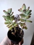 Каланхое, kalanchoe tomentosa, kalanchoe rombophilosa, снимка 4