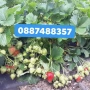 Продавам разсад ягоди , снимка 7