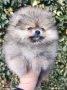 Померан момиче , снимка 4