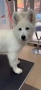 White Swiss Shepherd Puppy for sale, снимка 5