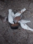 Бяли смеещисе гугутки , снимка 4