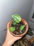 Сцинадупсус Аргиреус, Scindapsus Argyraeus, стайно растение, лиана, снимка 5