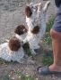Кученца Лагото романьоло от работещи родители, снимка 1