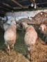 Продавам овце, снимка 3