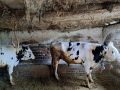 Продавам 2 мъжки телета на година и три месеца, снимка 1 - Крави - 45595000