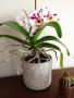 красива орхидея, снимка 1 - Стайни растения - 45453166