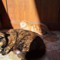 шотландски клепоухи котенца , снимка 5 - Други - 45570080