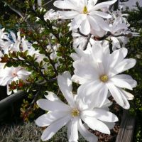 Звездовидна магнолия - Magnolia stellata, снимка 1 - Градински цветя и растения - 45480968