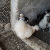Различни породи пилета, снимка 2 - други­ - 45253719