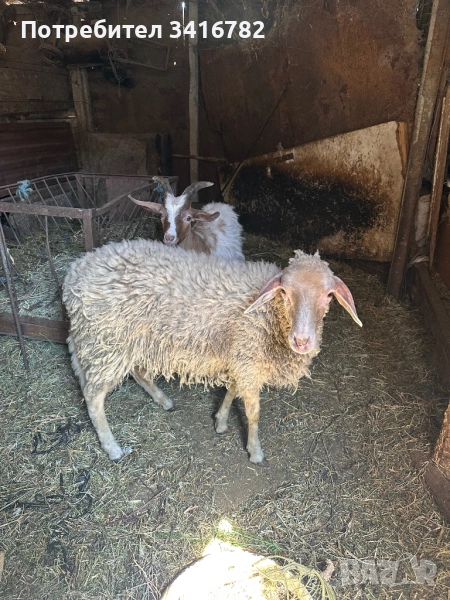 Агне и Яре, снимка 1