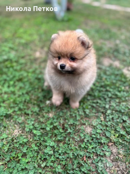 Померан , снимка 1